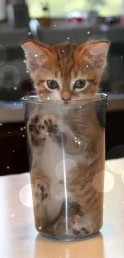 Adorable kitten sitting inside a glass cup.