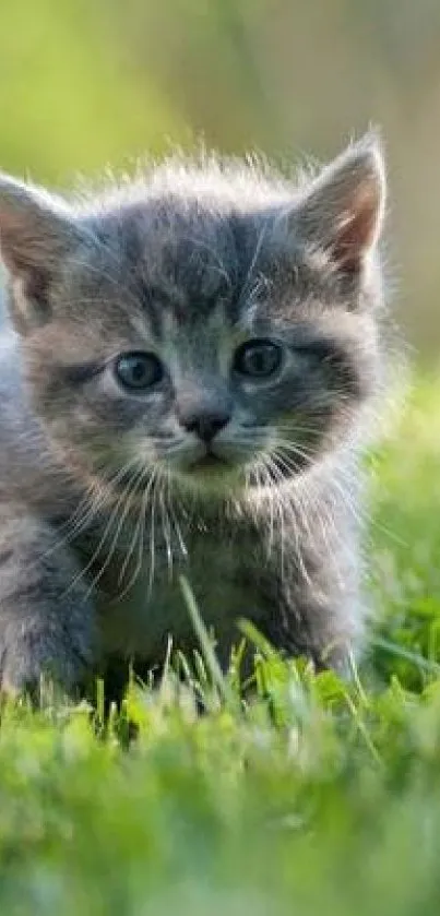 Adorable gray kitten in green grass field wallpaper.