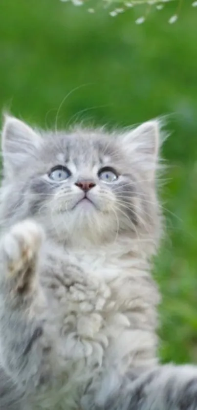 Fluffy gray kitten playing in a green field with grass above.