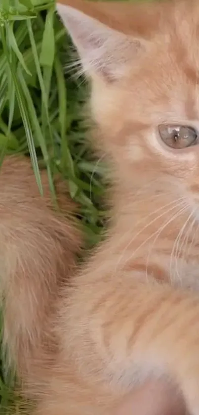 Adorable orange kitten laying on green grass looking playful and cute.