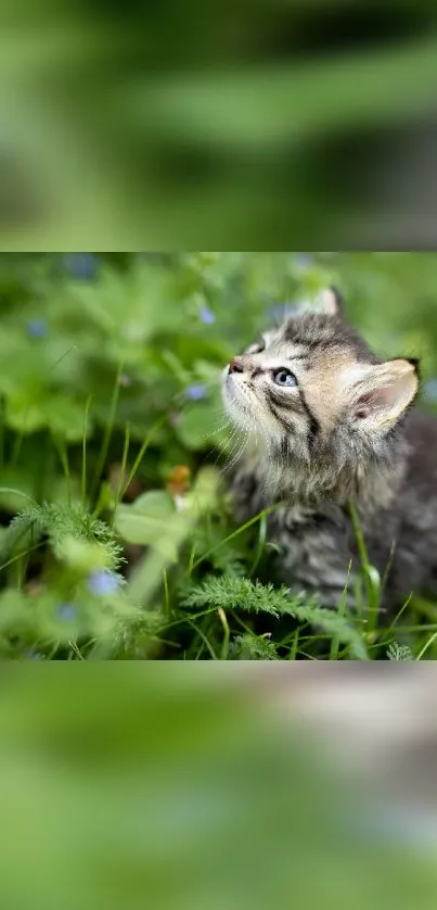 Fluffy kitten exploring in green grass