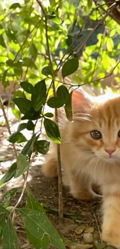 Adorable kitten exploring greenery with vibrant leaves and sunlight.