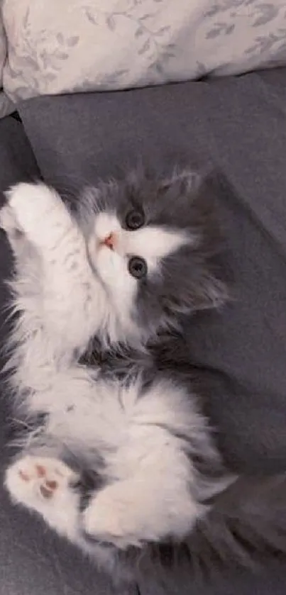 Adorable fluffy kitten lying on a stylish grey bed.