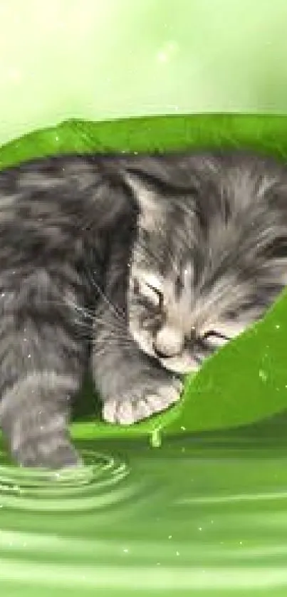 Cute gray kitten sleeping in green leaf on water.