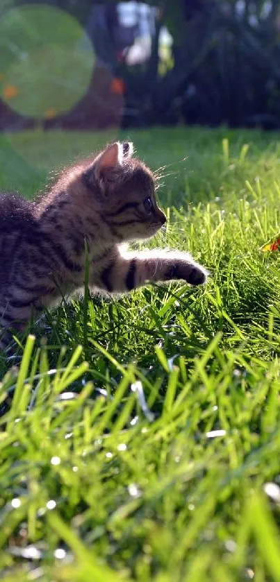 Playful kitten frolicking in lush green grass in a garden setting.