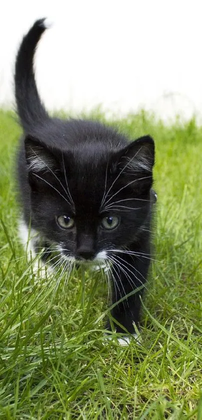 Black kitten walking through lush green grass in a garden.