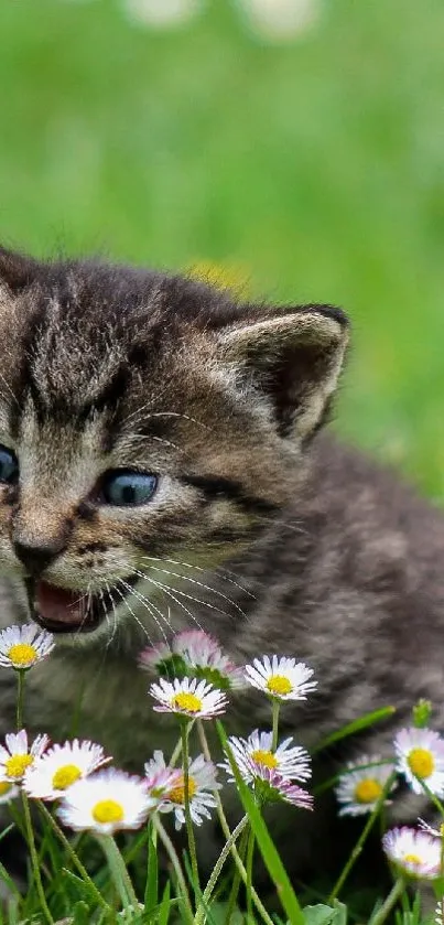 Cute kitten playing in a green meadow surrounded by daisies.