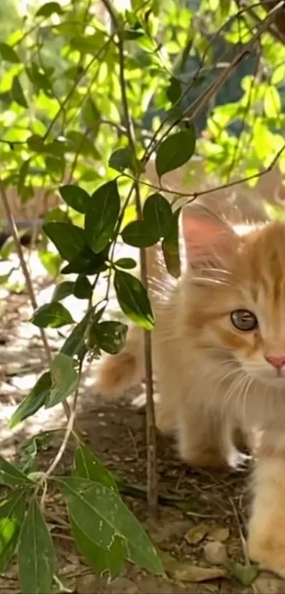 Cute orange kitten exploring in a lush green garden.