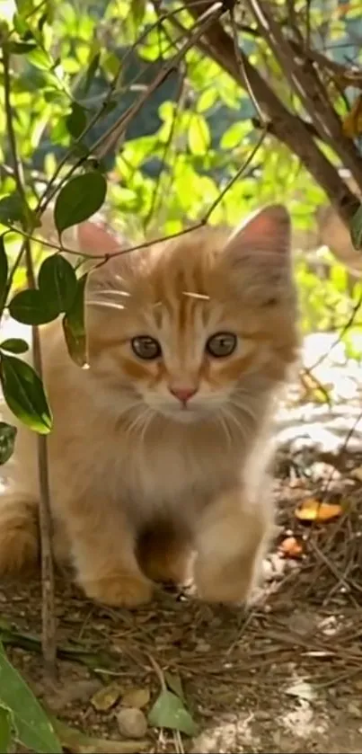 Adorable ginger kitten exploring greenery.