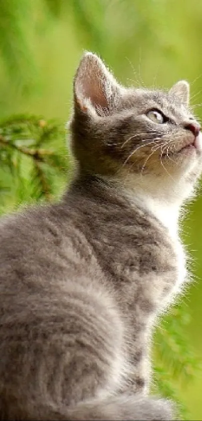 Adorable gray kitten sitting on a ledge with a lush green nature background.