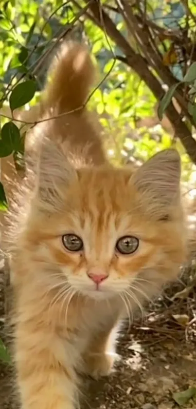 Adorable ginger kitten walking through green foliage in a natural setting.