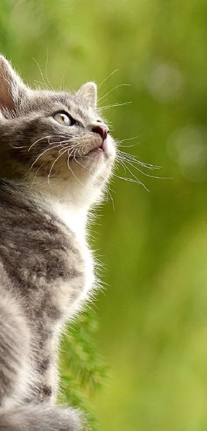 Gray kitten sitting by green leaves in serene nature scene.