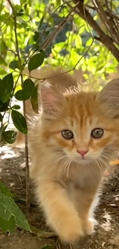 Fluffy ginger kitten exploring the greenery.