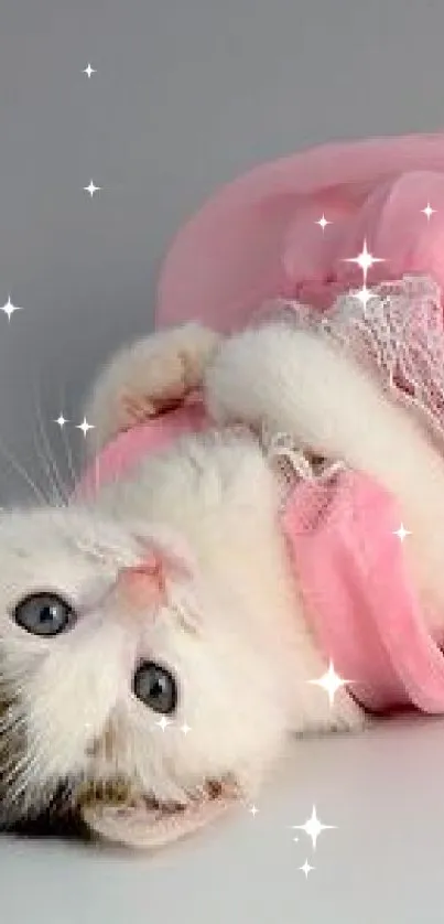 Cute kitten in pink dress on gray background.