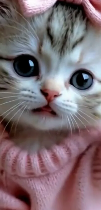 Adorable kitten in pink sweater with big eyes.
