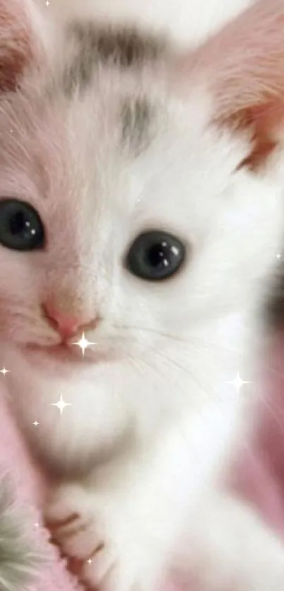 Adorable white kitten with blue eyes on a pink background.