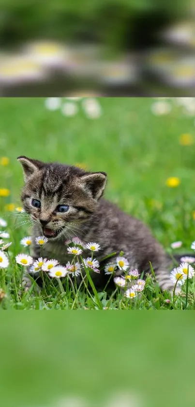 Adorable kitten in a green meadow surrounded by delicate flowers.