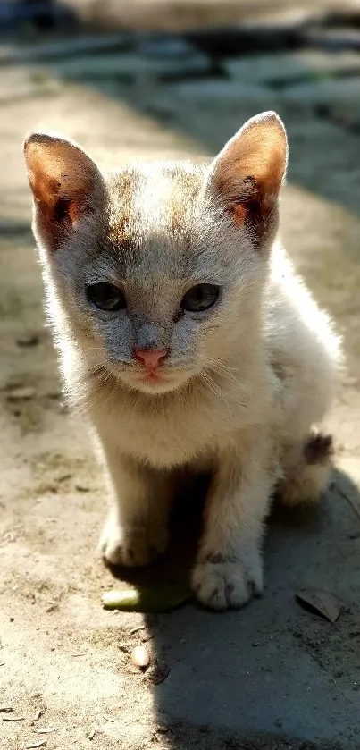 Adorable kitten sitting in bright sunlight on a warm day.