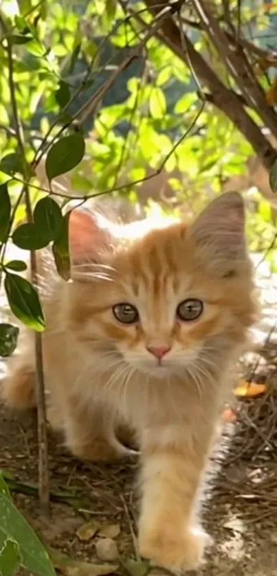 Adorable orange kitten in a sunlit garden, surrounded by vibrant greenery.