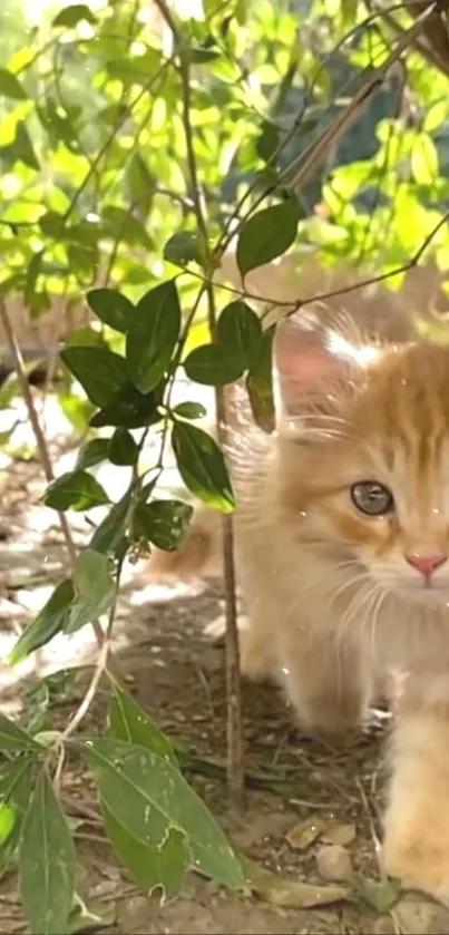 Cute kitten exploring a sunlit garden.