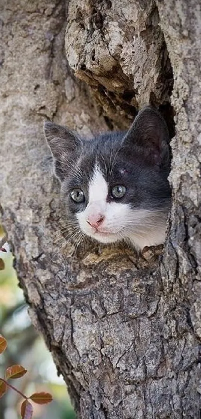 A small kitten peeks out from a tree hollow curiously.