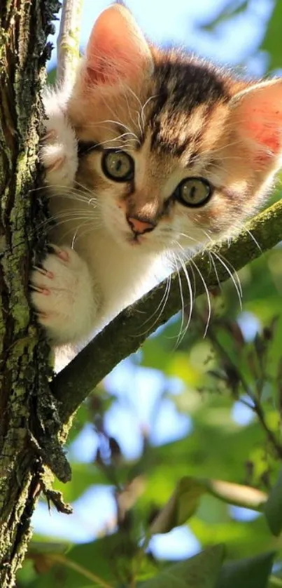 Adorable kitten peeking from a tree, surrounded by green leaves.