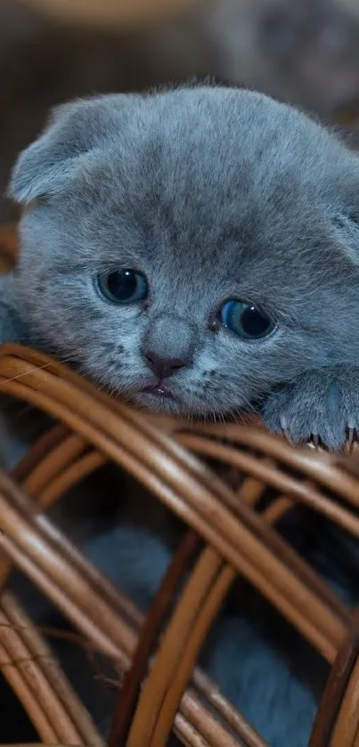 Cute gray kitten in a wicker basket.