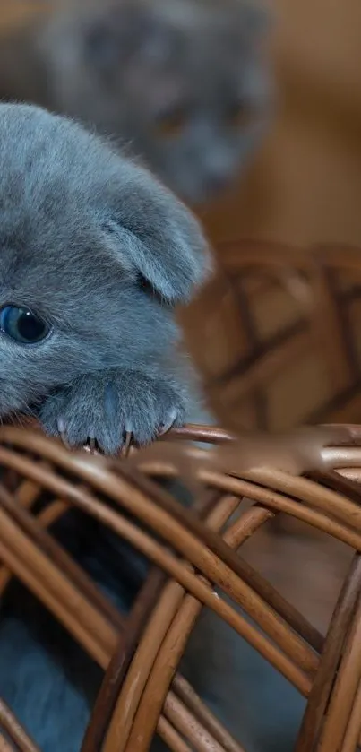 Gray kitten in wicker basket, peeking out adorably