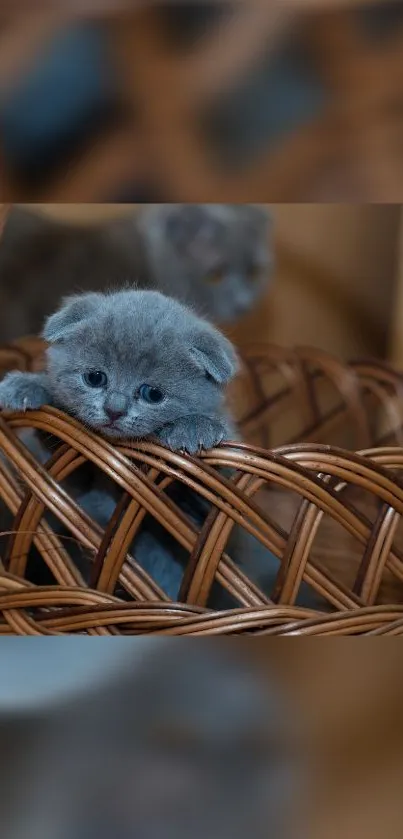 A cute grey kitten nestled in a wicker basket, perfect for mobile wallpaper.