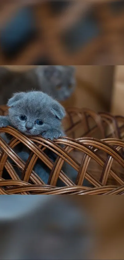 Adorable kitten peeking out from a wicker basket, perfect for a mobile wallpaper.