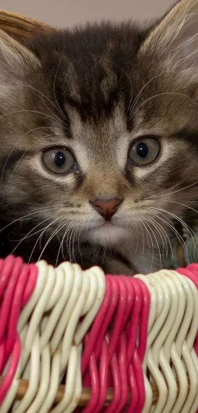 A cute kitten sitting inside a colorful wicker basket.