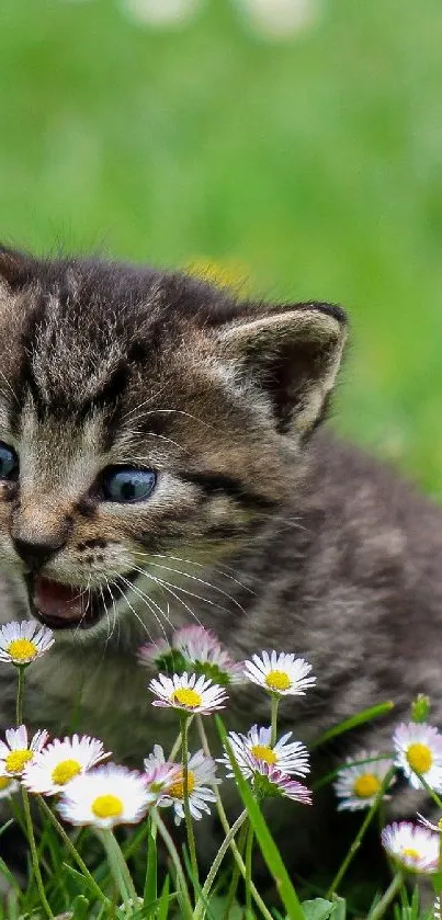 Cute kitten playing in a field of wildflowers, surrounded by green grass.