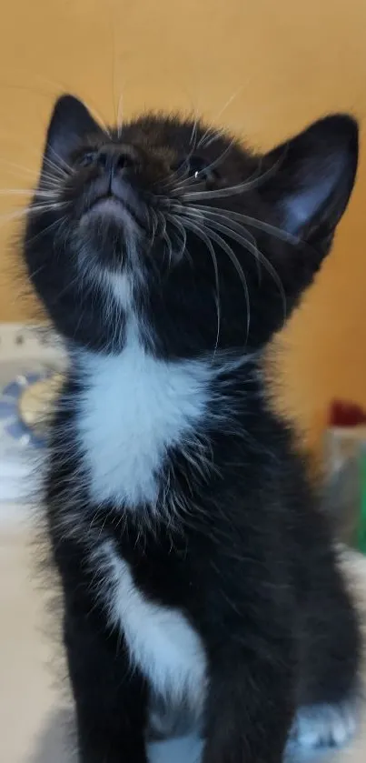 A cute black and white kitten gazes up with curiosity.