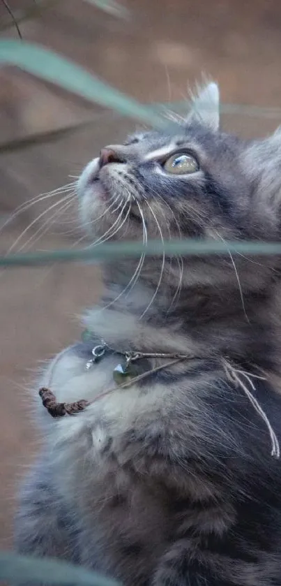 Gray kitten looking upwards in a natural setting, close-up view.