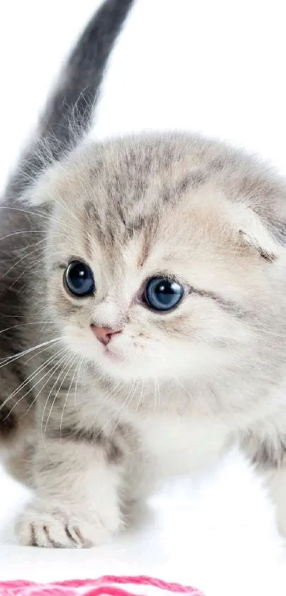 Adorable fluffy gray kitten with blue eyes on a bright white background.