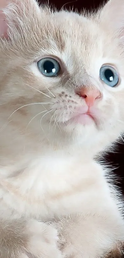 Cream-colored kitten with blue eyes, perfect for mobile wallpaper.