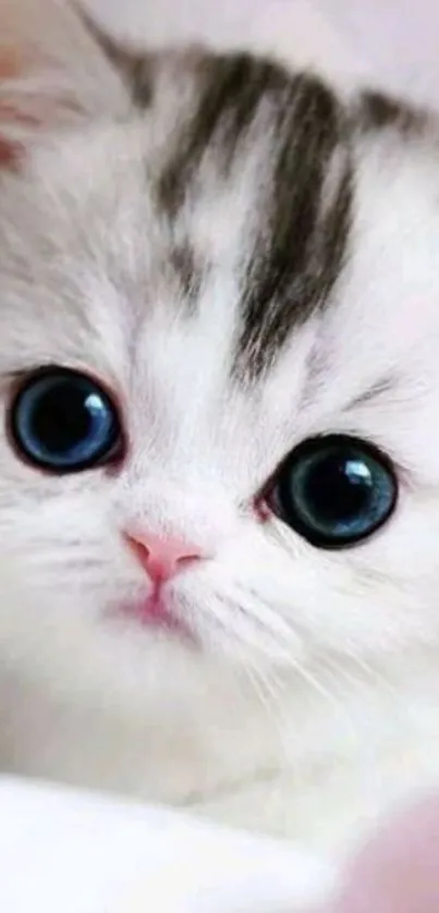 Adorable white kitten with big blue eyes.