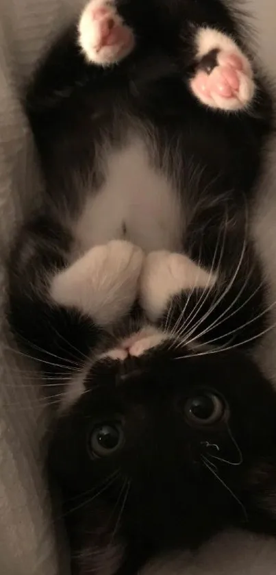 Adorable black and white kitten lying on back with paws in the air.