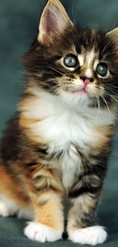 Adorable kitten with multicolored fur and green eyes on a dark gray background.