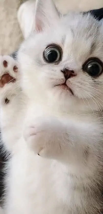 Cute white kitten with big eyes lying on a soft surface.