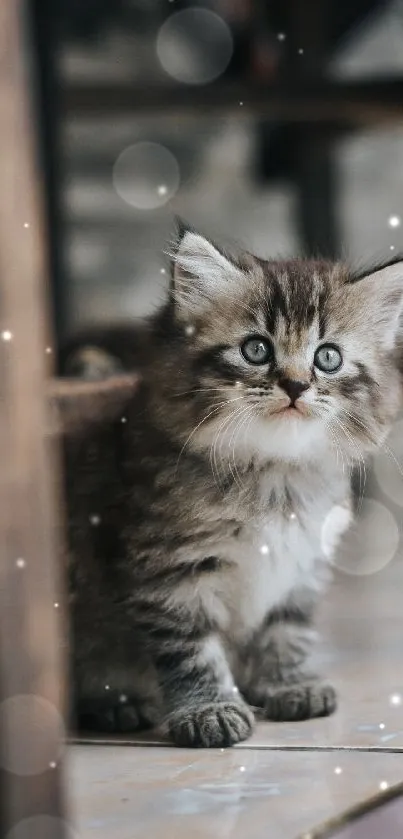 Adorable fluffy kitten sitting on the floor gazing upward.
