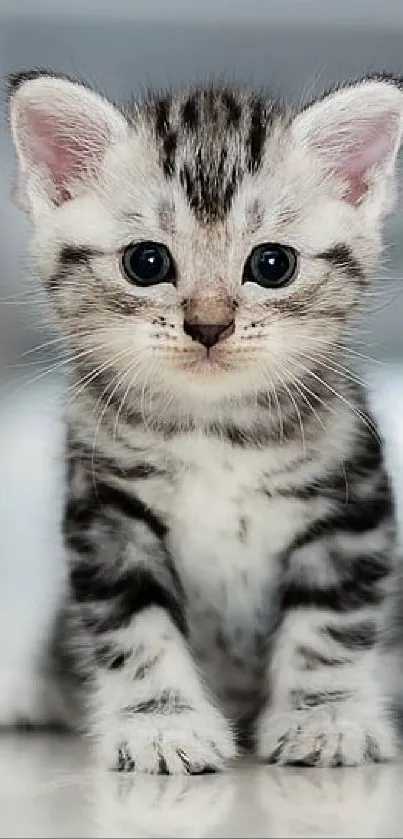 Adorable gray tabby kitten with stripes, perfect for phone wallpaper.