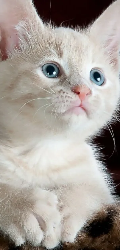 Adorable kitten with blue eyes, perfect mobile wallpaper.