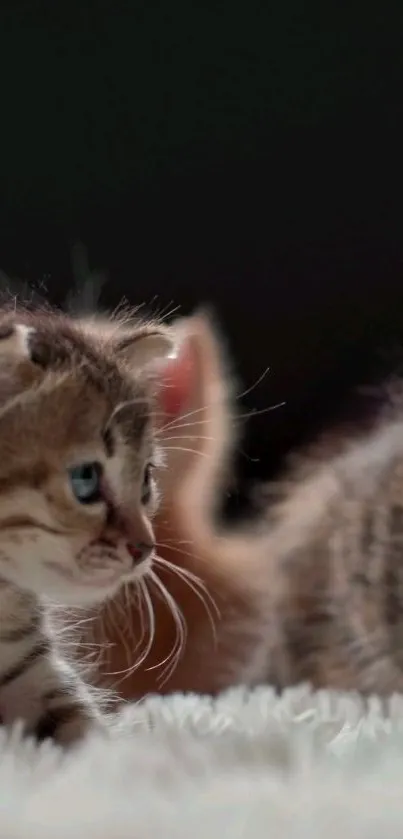 Cute kitten on a fluffy rug, perfect for mobile wallpaper.