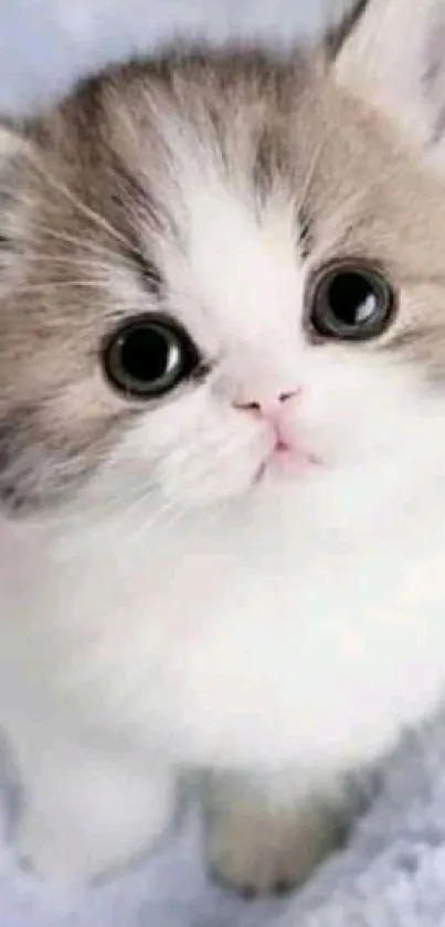 Adorable fluffy kitten with big eyes on a soft background.