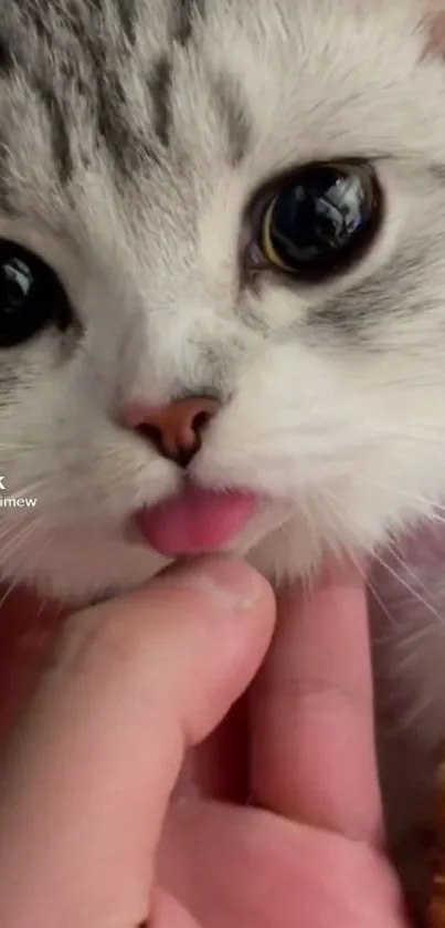 Adorable kitten with pink tongue and fluffy fur.