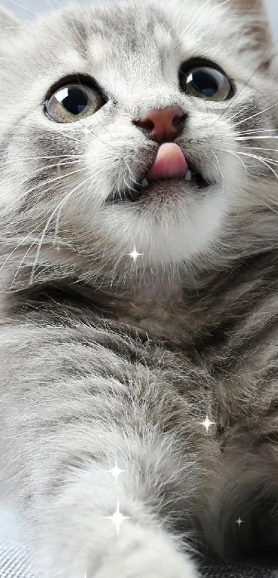 Cute gray kitten mobile wallpaper with playful expression.