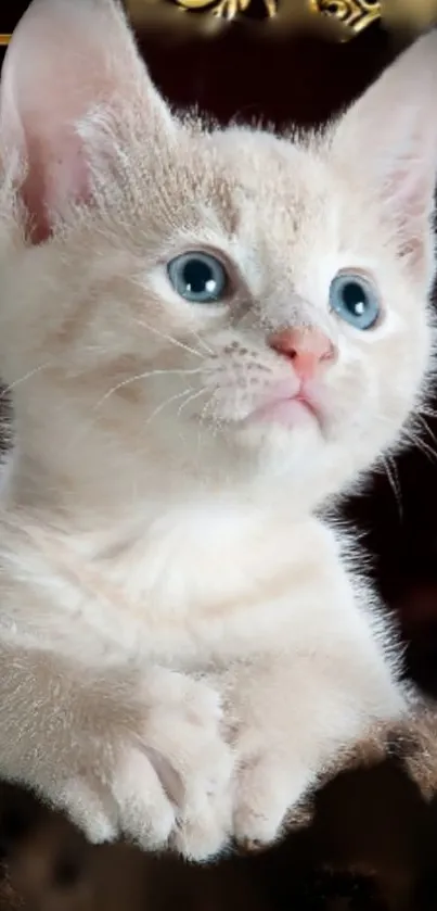 Adorable cream kitten with blue eyes.