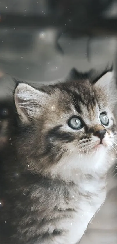 Adorable kitten nestled under a chair.