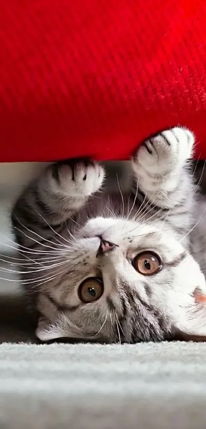 Adorable kitten under red blanket, playful and cute.